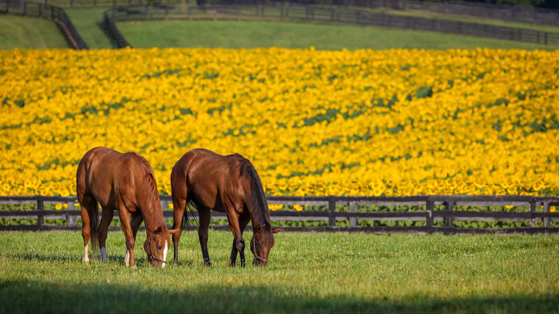 Pasture Please!!!